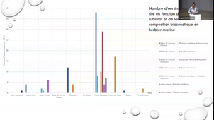 Impact de l'habitat et de l'oursin perforant sur la population d'oursins blancs : le cas de la Martinique